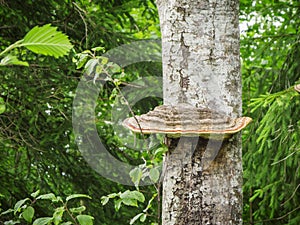 Fomes fomentarius tinder fungus on a tree
