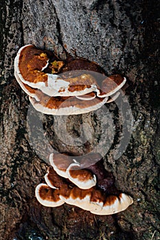 Fomitella tree fungus