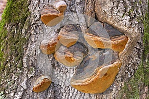Fomitiporia robusta(Phellinus robustus)is a species of wood-decaying fungi that belongs to the family Hymenochaetaceae