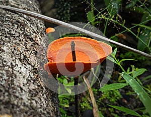 Fomitopsidaceae, growing on a dead tree trunk