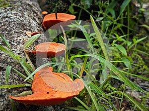 Fomitopsidaceae, growing on a dead tree trunk