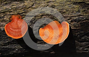 Fomitopsidaceae, growing on a dead tree trunk, is a family of fungi in the order Polyporales photo