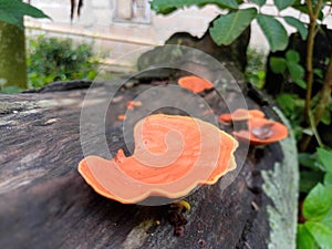 Fomitopsidaceae mushrooms growing on dead trees