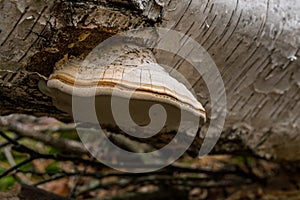 Fomitopsis betulina birch pore fungus mushroom in colourful autumn forest