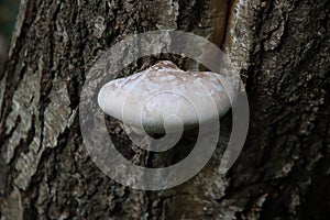 Fomitopsis betulina commonly known as birch polypore, birch bracket, or razor strop
