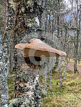 Tree Fungi - Caledonian Forest - Scotland