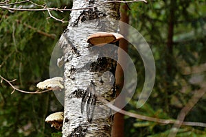 Fomitopsis betulina Piptoporus betulinus birch polypore, birch bracket, or razor strop photo