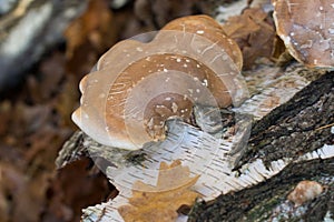Fomitopsis betulina,  Piptoporus betulinus,  birch polypore on fallen tree photo