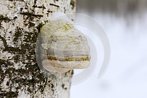 Fomitopsis betulina previously Piptoporus betulinus, commonly known as the birch polypore, birch bracket, or razor strop, is a c photo