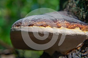 Fomitopsis pinicola, fungus growing on a tree