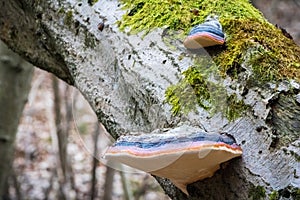 Fomitopsis pinicola known as the red-belt conk photo