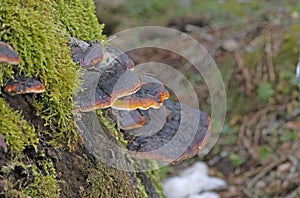 Fomitopsis pinicola is a medicinal fungus with a wide range of medicinal properties, including anti-cancer