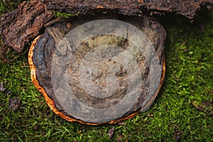 Fomitopsis pinicola- medicinal mushrooms