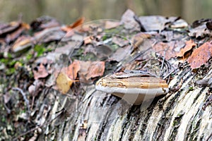 Fomitopsis pinicola mushroom on a birch tree trunk