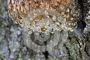 Fomitopsis pinicola photographed during guttation.