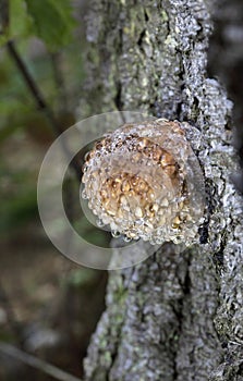 Fomitopsis pinicola photographed during guttation. Guttation is the physiological