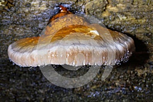 Fomitopsis pinicola photographed during guttation. Guttation is the physiological