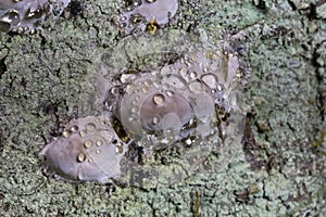 Fomitopsis pinicola photographed during guttation. Guttation is the physiological