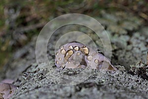 Fomitopsis pinicola photographed during guttation. Guttation is the physiological