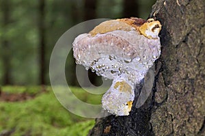 Fomitopsis pinicola photographed during guttation. Guttation is the physiological