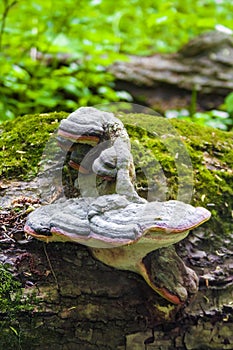 Fomitopsis pinicola or red belt conk on fallen trunk