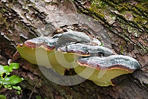 Fomitopsis pinicola or red belt conk on fallen trunk