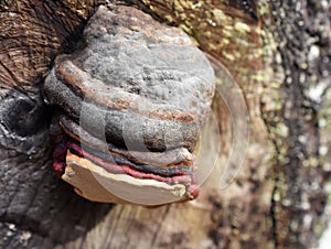 Fomitopsis pinicola red-belt conk on trunk