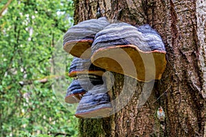 Fomitopsis pinicola, is a stem decay fungus