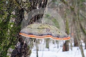 Fomitopsis pinicola, is a stem decay fungus common on softwood and hardwood trees.