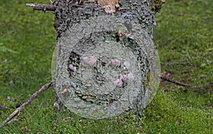 Fomitopsis pinicola, is a stem decay fungus common on softwood and hardwood trees