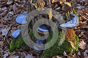 Fomitopsis pinicola, is a stem decay fungus common on softwood and hardwood trees. Its conk is known as the red-belted conk