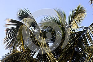 Fond of Coconut Tree