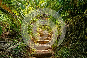 Fond Ferdinand Nature Reserve on Praslin, Seychelles