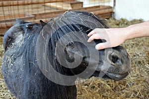 Fondle Shetland Pony Closeup Hand