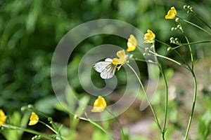 white butterfly on yellow flower photo