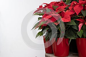 Christmas flower poinsettia in red pot on white background. photo