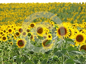 Fondo de girasoles, campo repleto de Bellas flores amarillas photo