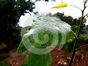 Hoja con mojada wet leaf photo