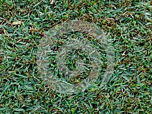 Fondo pasto verde trextura / Green grass texture background