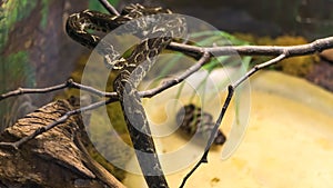 Fonseca's Lancehead snake (Bothrops Fonsecai) slithering on bra