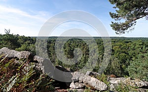 Fontainebleau forest