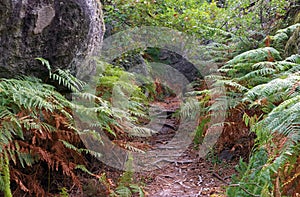 Hiking trail and ferns n Fontainebleau forest photo