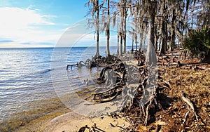 Fontainebleau State Park - Louisiana photo