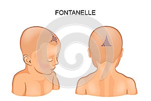 Fontanel in the infant photo