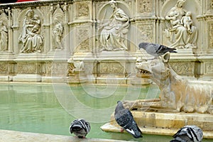 Fonte Gaia fountain in Siena with pigeon. Reliefs carved in marble on originals by Jacopo della Quercia