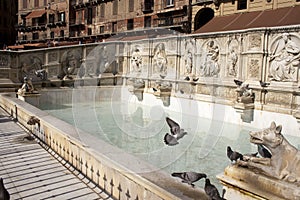 Fonte Gaia in Siena photo