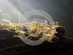 Fontinalis antipyretica aquatic moss with sunbeams in river photo