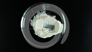 Food additive E415 in Petri dish, top view. Xanthan Gum Powder. Thickening and Suspending agent