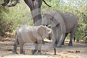 Elephant under the tree during the day time .