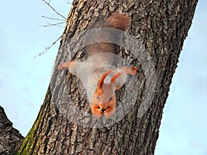 Food animals.Beautiful, red squirrel
